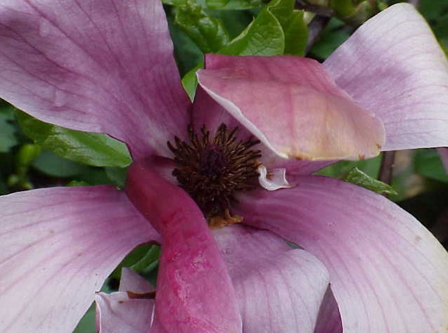 Progettare Giardino senza Polline 