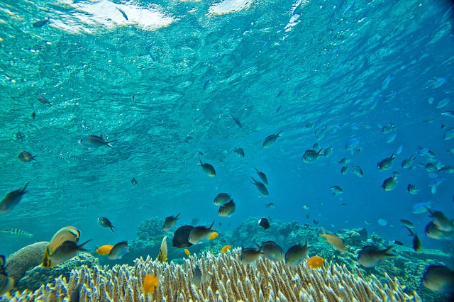 Il Miglior Medico è la Natura: Scopri Coral Mine! Perchè ci ammaliamo?